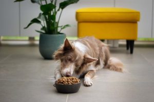 A dog eating granulated pet food